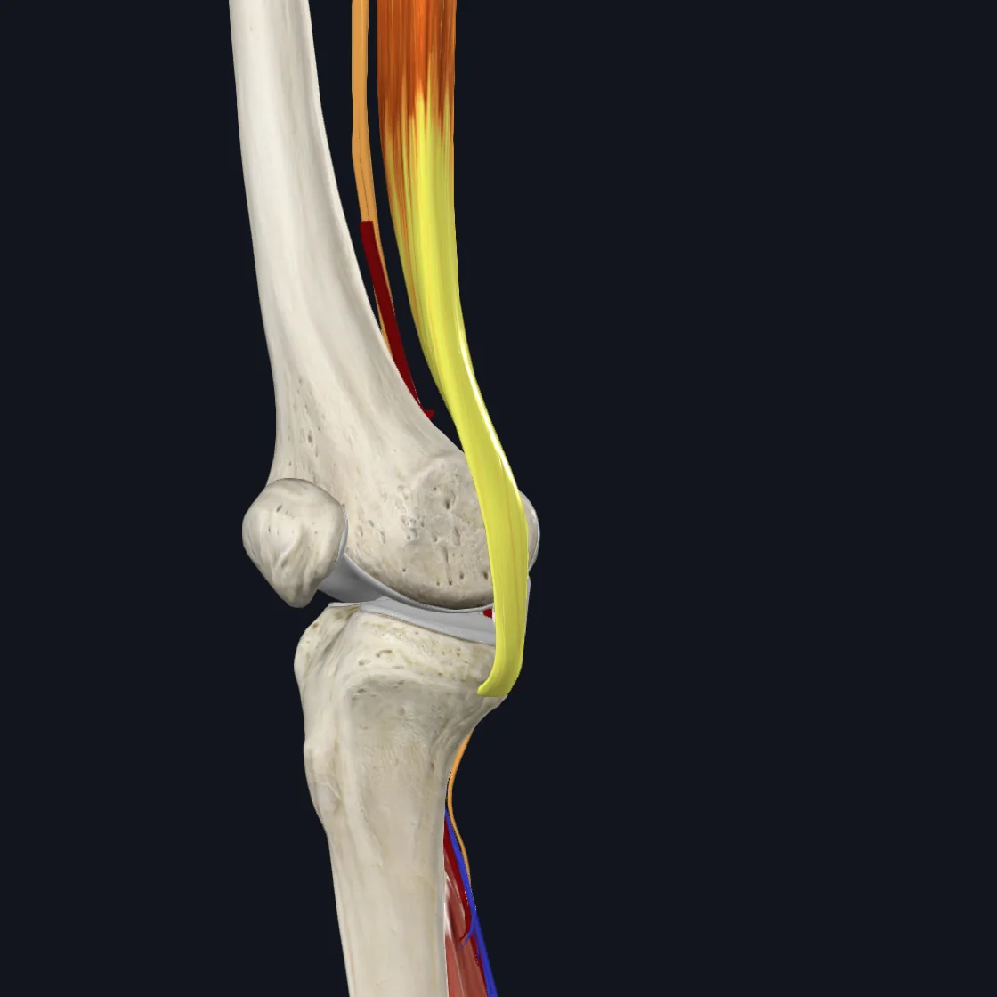 שריר ה־Semimembranosus נאחז בצד הפוסטריורי של ה־Medial condyle of tibia באזור הקרוי Groove for Semimembranosus