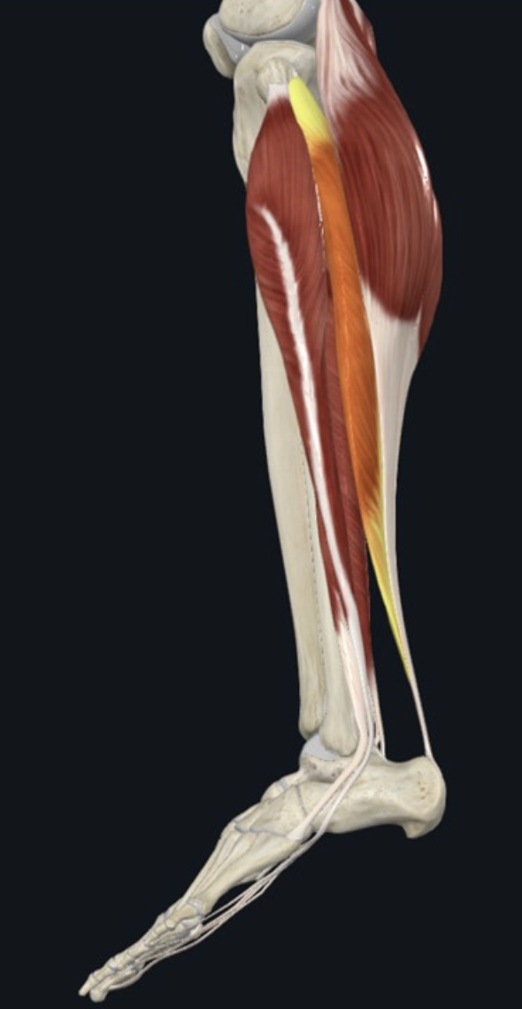 Soleus Plantar flexion