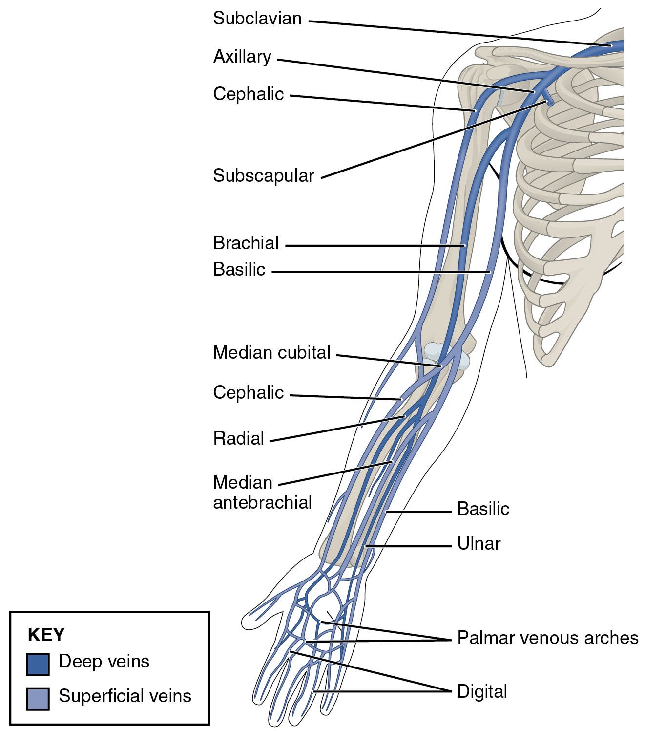 OpenStax College - Anatomy & Physiology, Connexions Web site. http://cnx.org/content/col11496/1.6/, Jun 19, 2013.