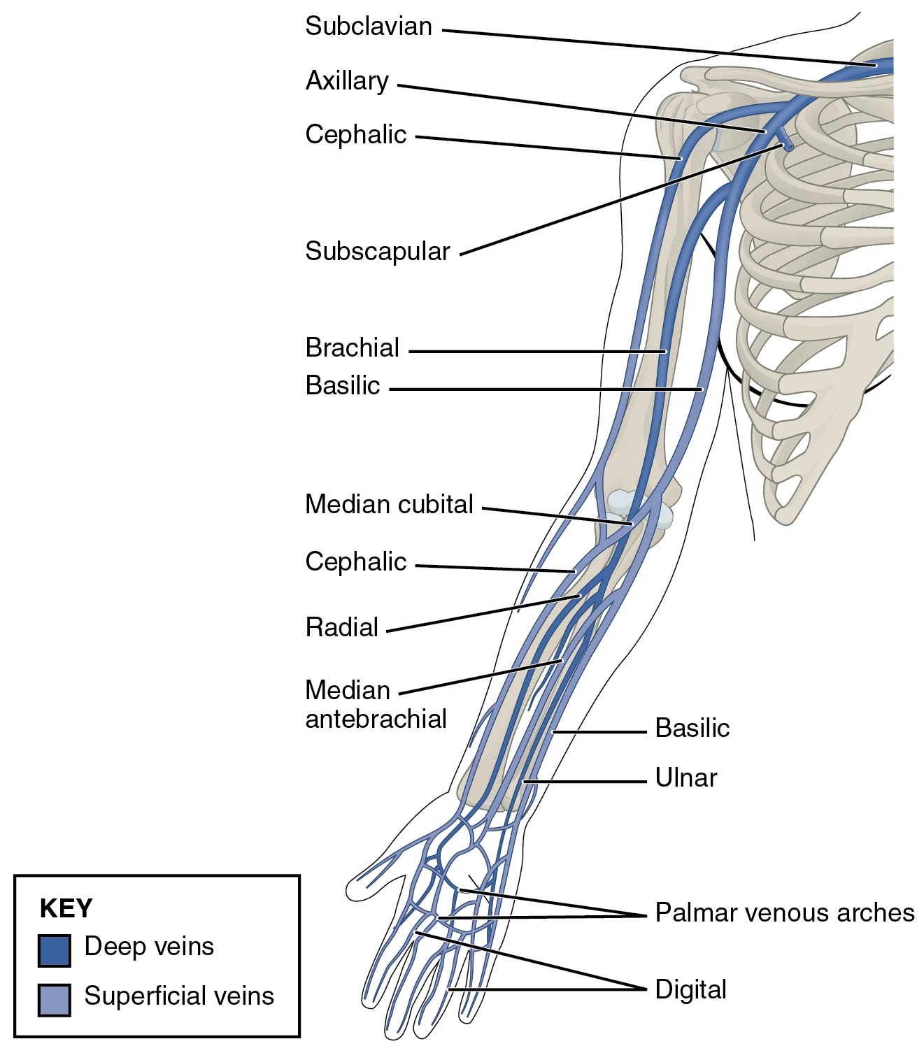Cubital tunnel