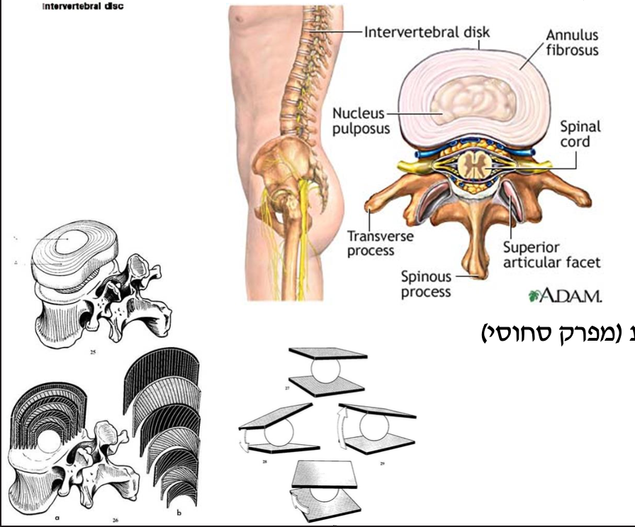 דיסקים