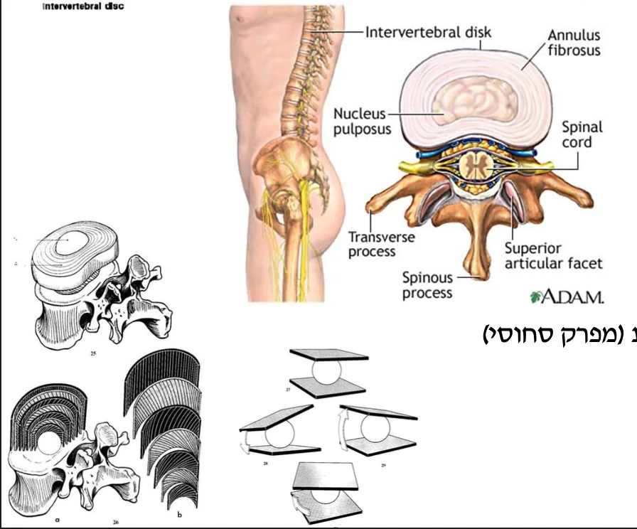 דיסקים