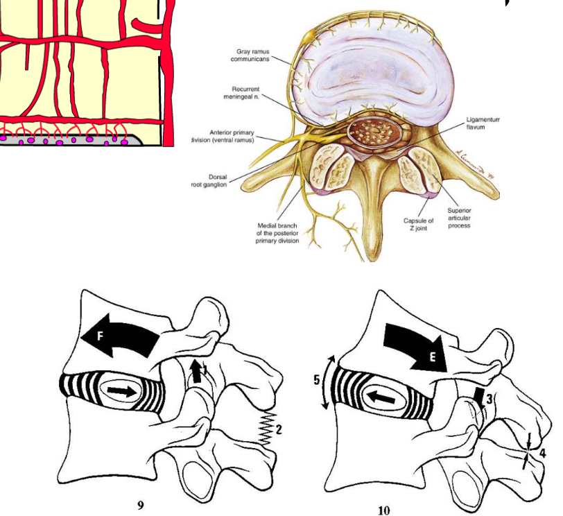 ה־nucleus pulposus זז קדימה ואחורה. כלב מביט למעלה או קוברה - שיטת מקנזי