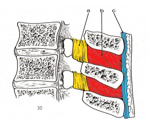האדום interspinous והכחול supraspinous. הצהוב זה ligamentum flavum
