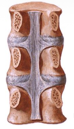 גופי החוליה מבפנים, מה שחתכו מבפנים - pedicles. מסתכלים מתוך תעלת השדרה
