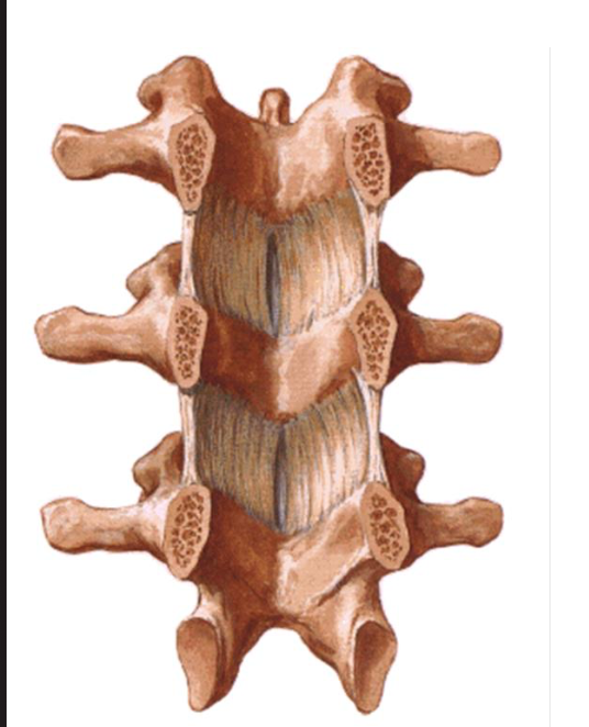 מבט מהחלל הוורטברלי אחורה. ligamentum flavum