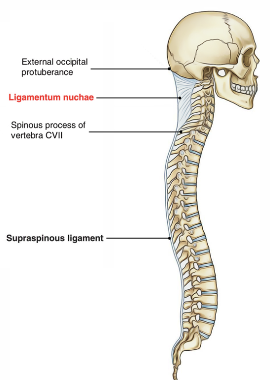 ligamentum nuchae