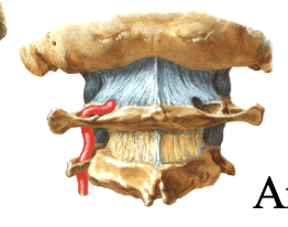 vertebral artery באזור craniovertebral joints