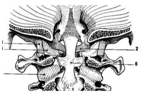 Cruciate ligament