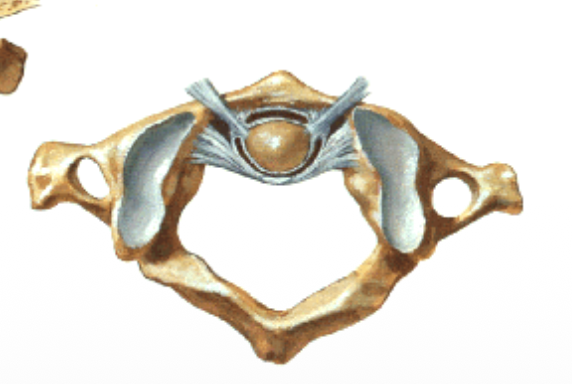 alar ligaments נראות כמו צנחן שמחזיקות את ה־dens מלמעלה
