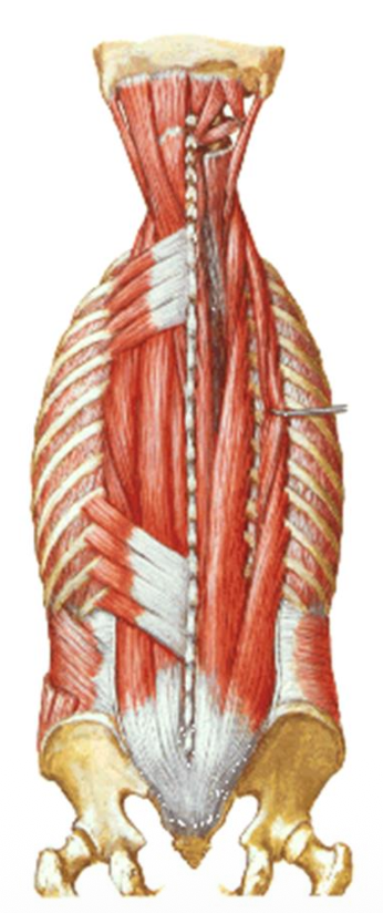 Serratus posterior superior/inferior