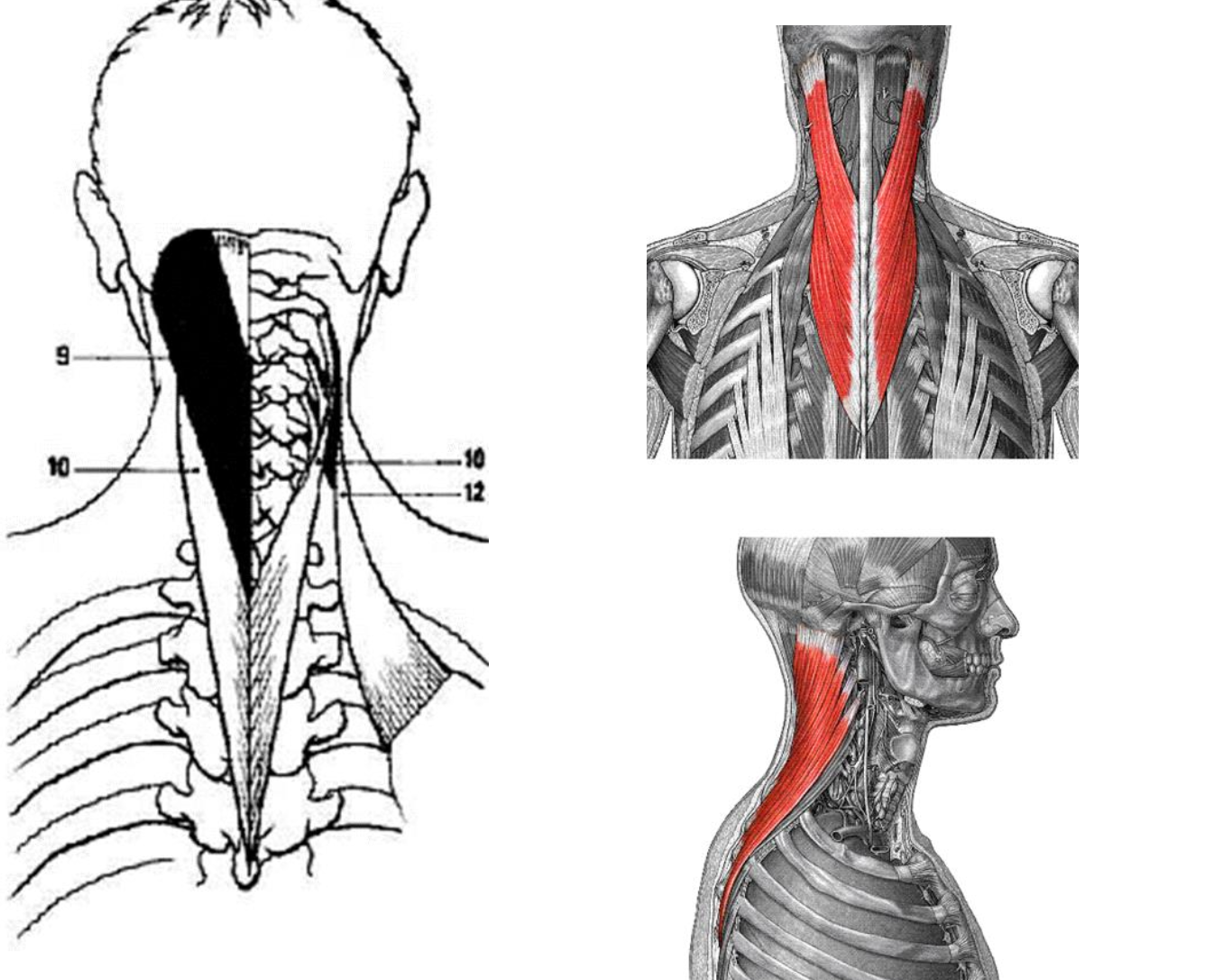 Splenius
