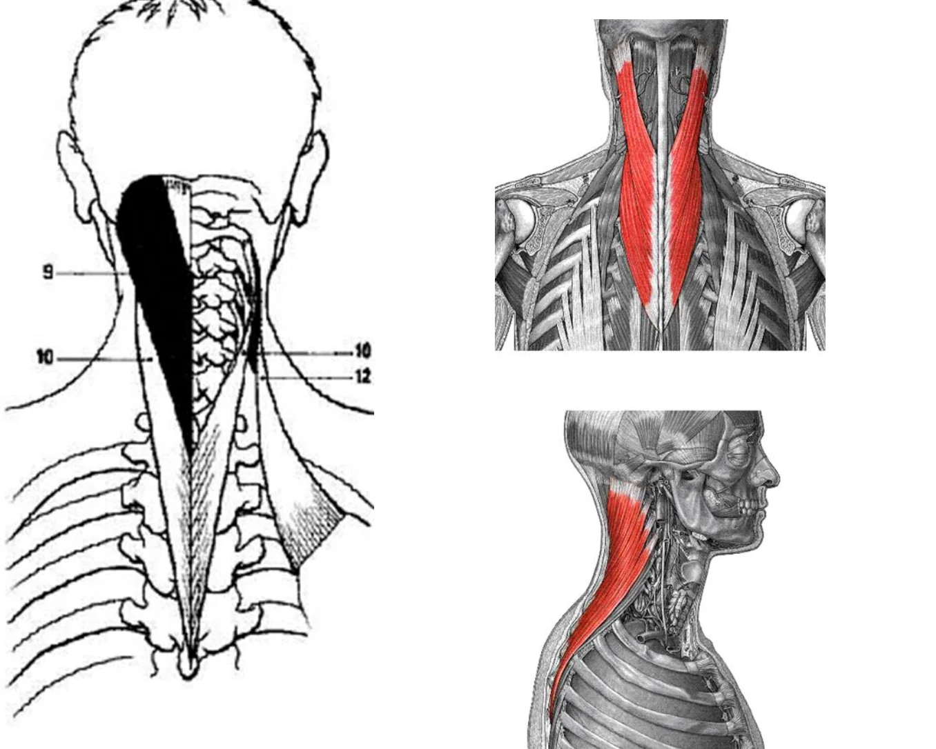 Splenius