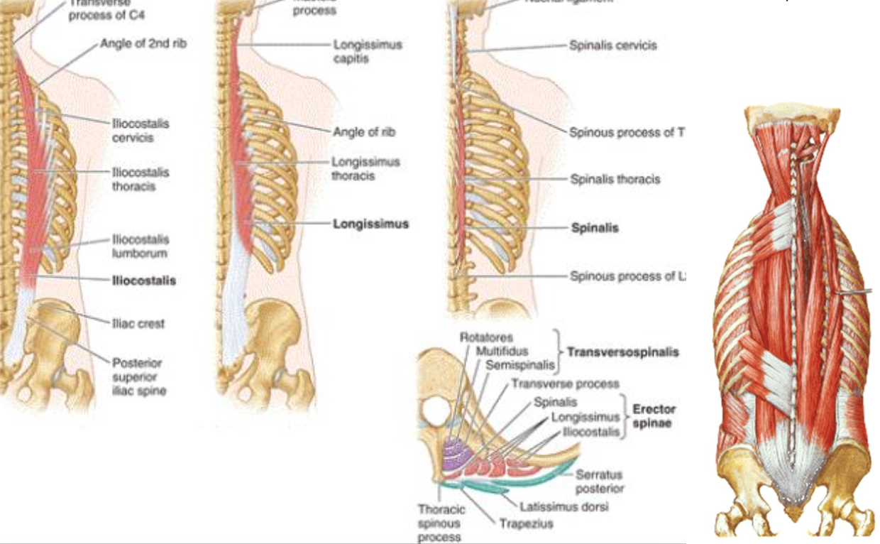 Erector spinae