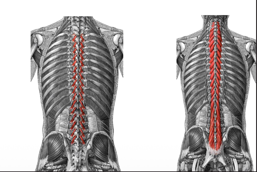 Transversospinalis