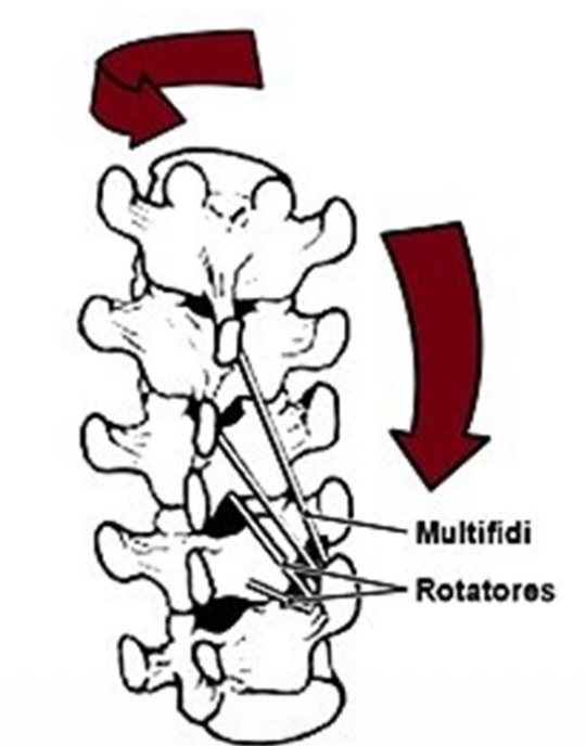 תנועת Transversospinalis