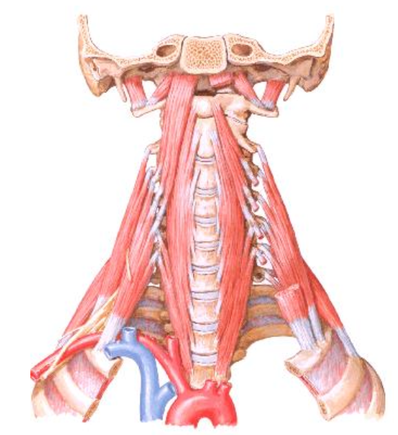 Longus colli