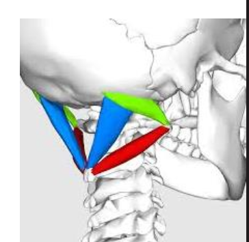 Suboccipital region