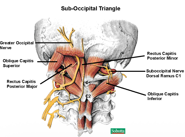 Sub-Occipital triangle