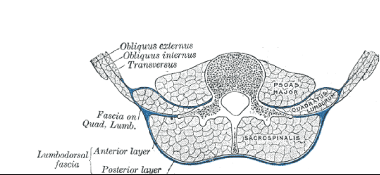 Thoraco-lumbar fascia