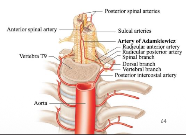 Posterior intercostal