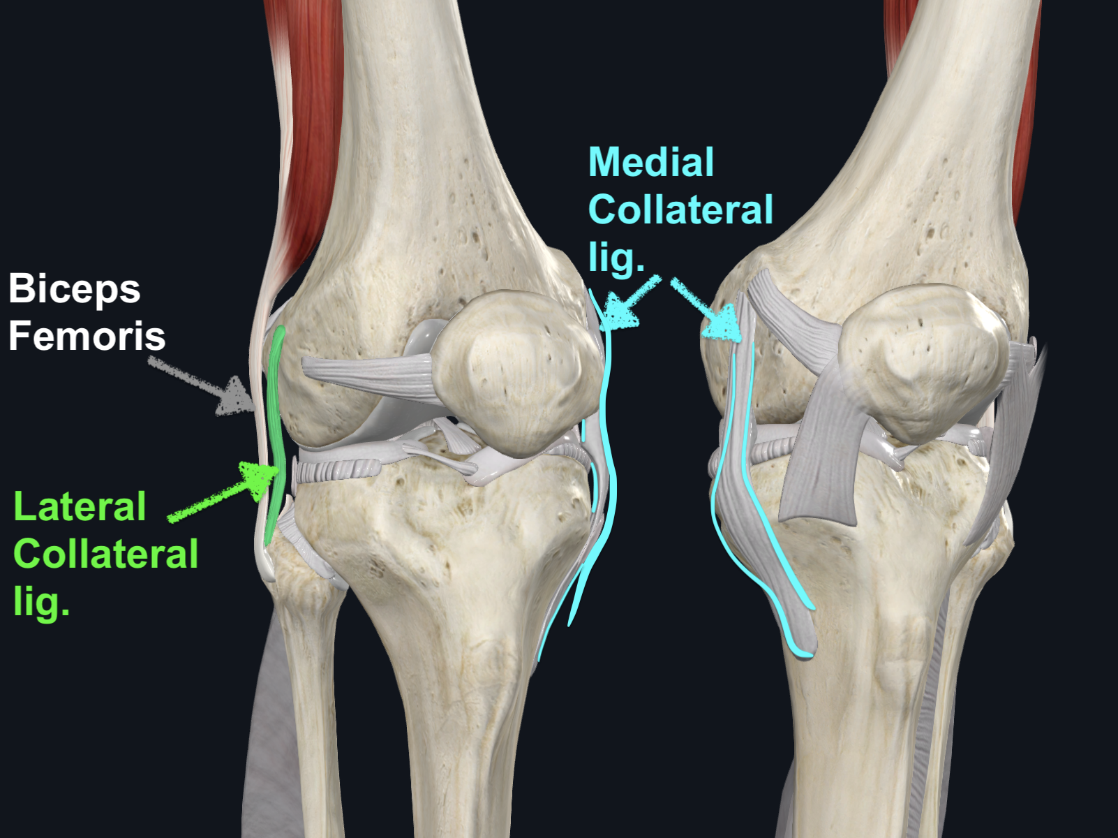Collateral Ligaments