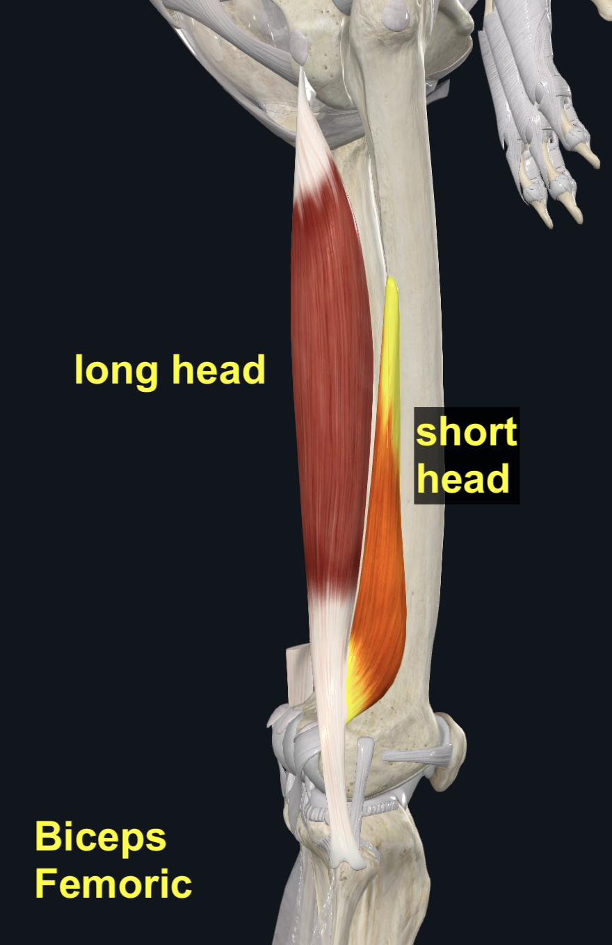 Biceps Femoris