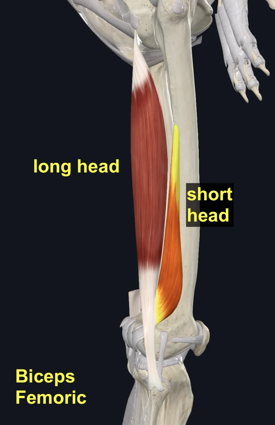 Biceps Femoris