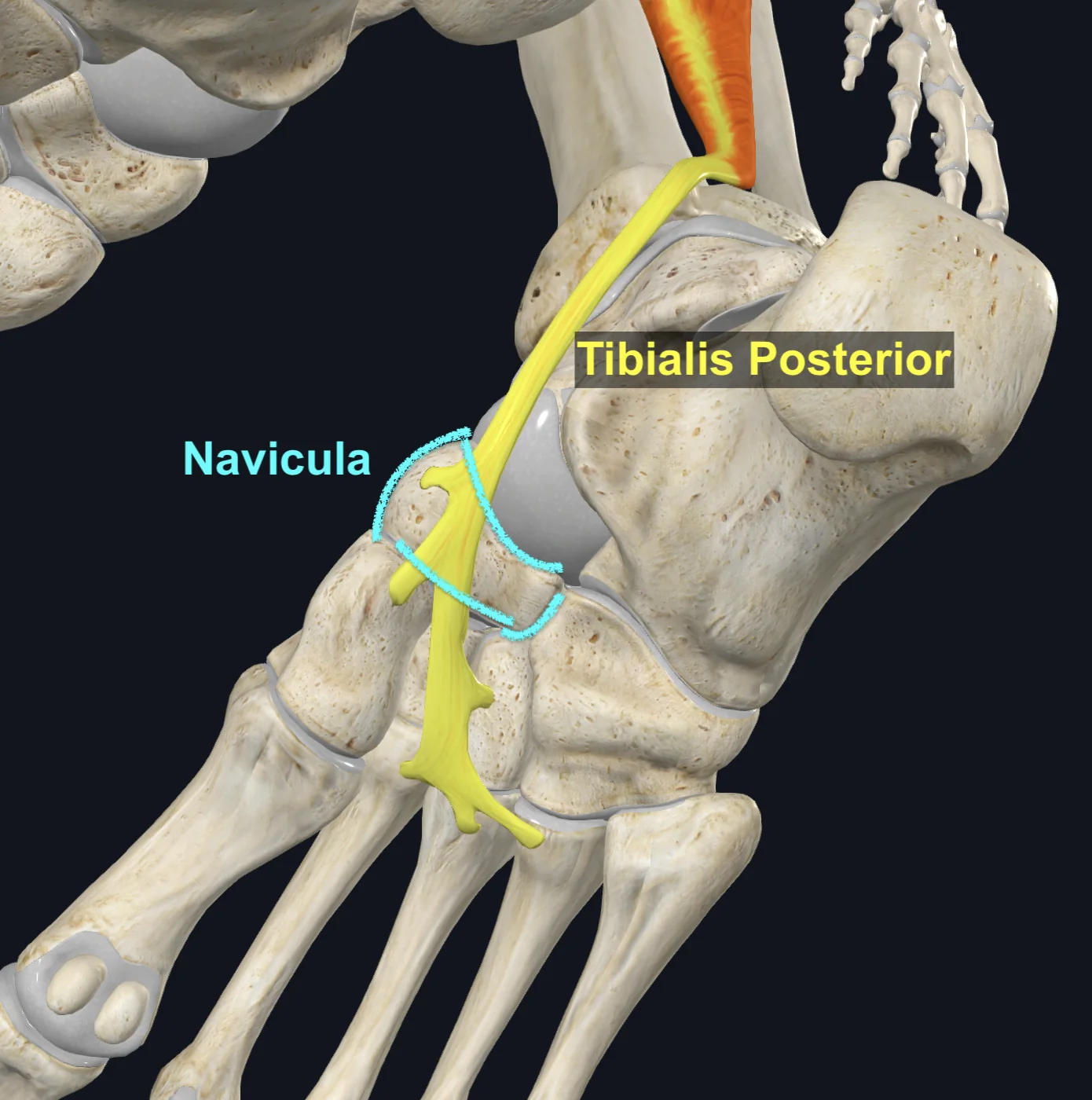 Navicular