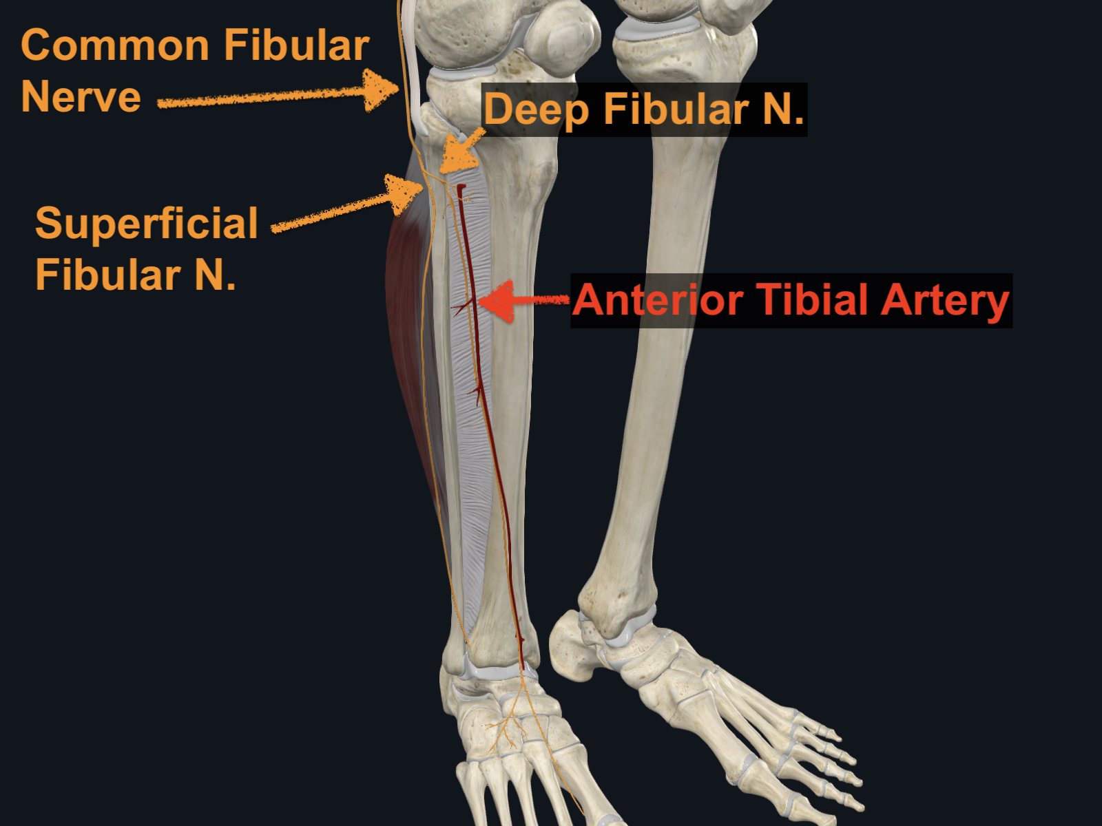 Deep Fibular Nerve