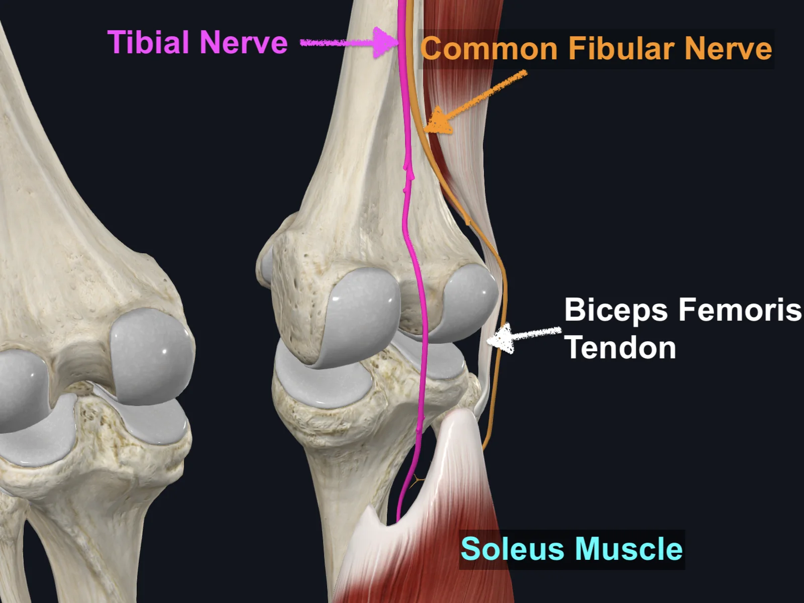 Tibial Nerve