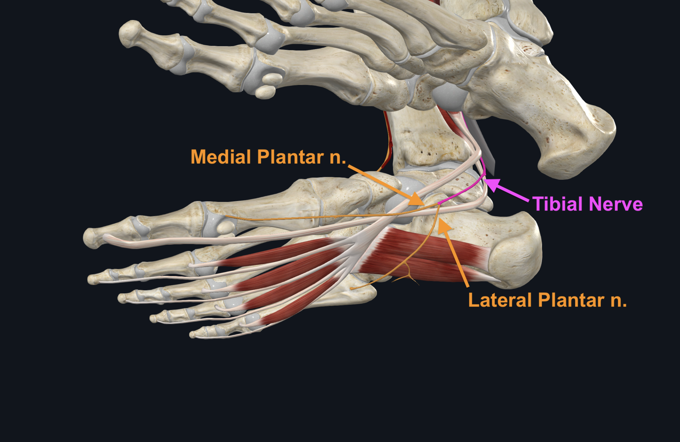 Medial and Lateral Plantar Nerve