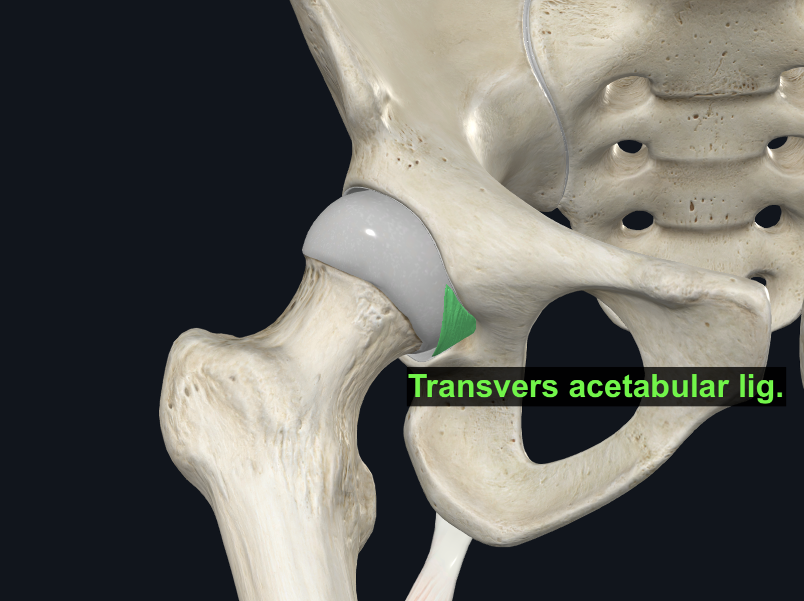 Transverse Acetabular Ligament