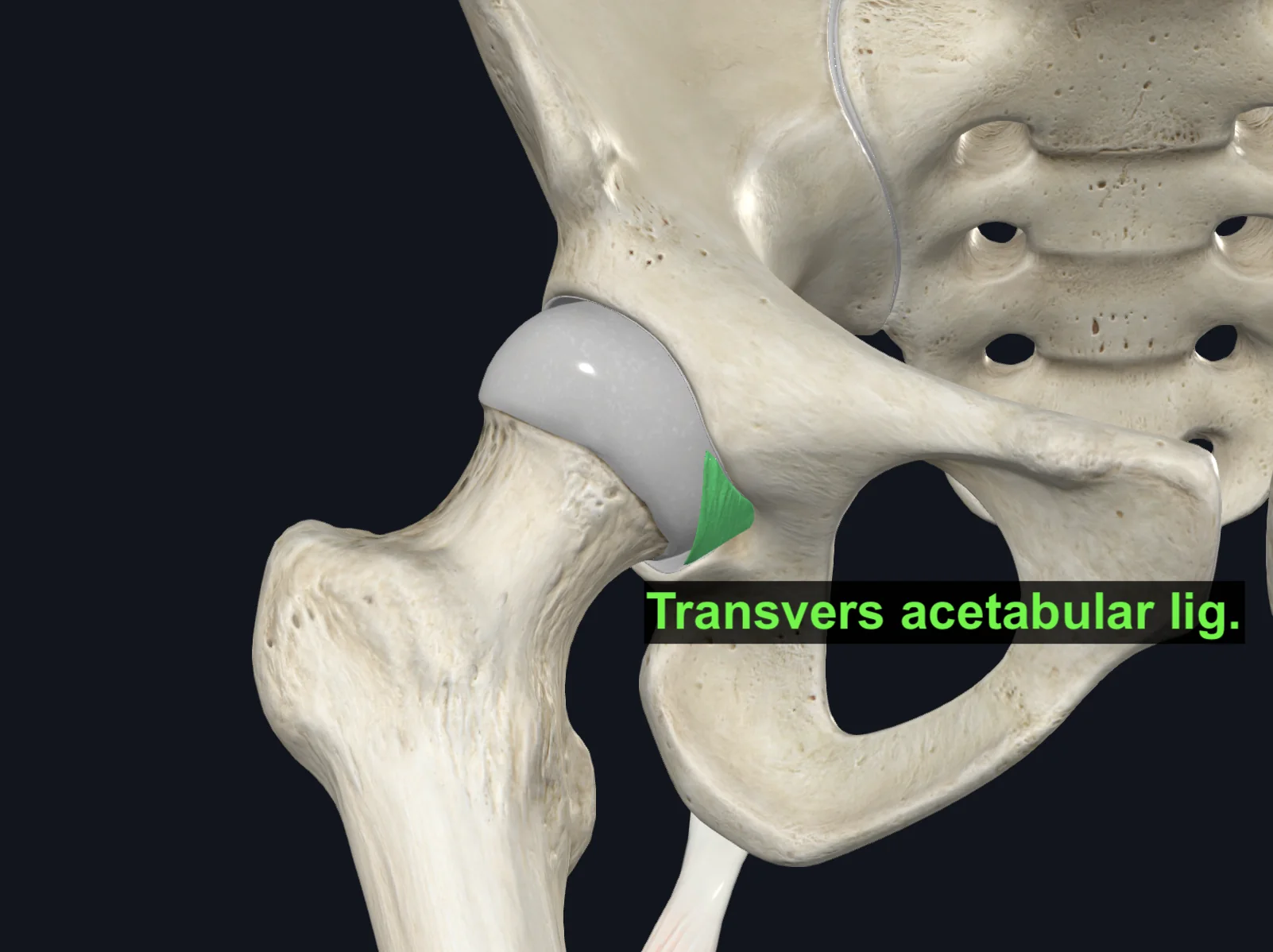 Transverse Acetabular Ligament