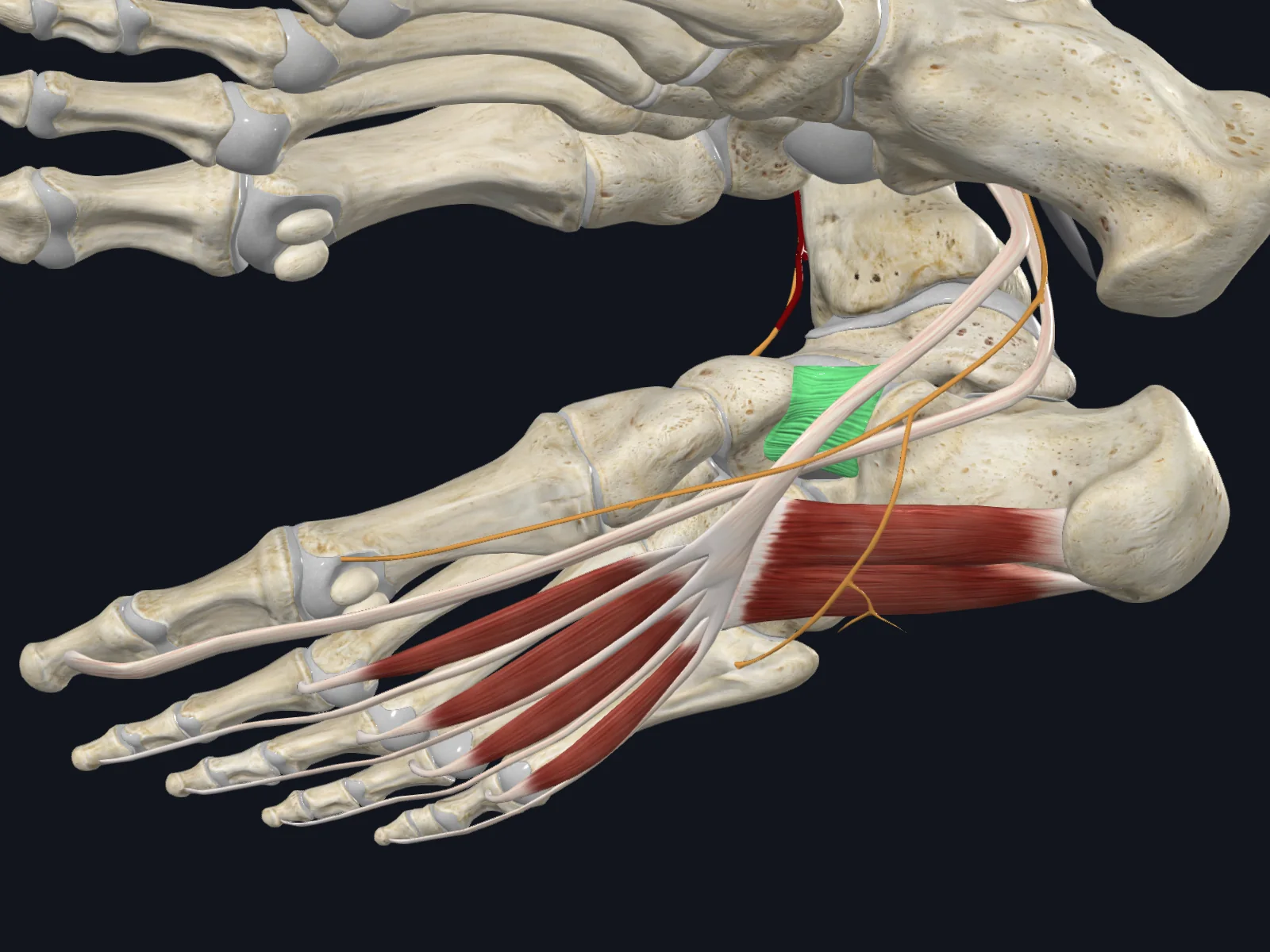 Spring ligament