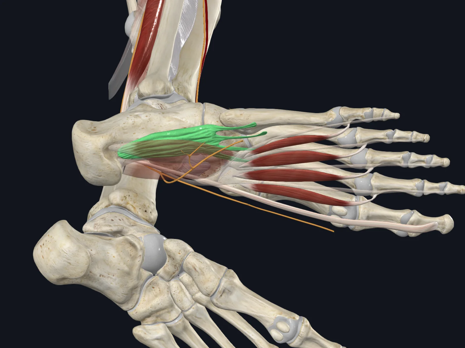Long Plantar Ligament