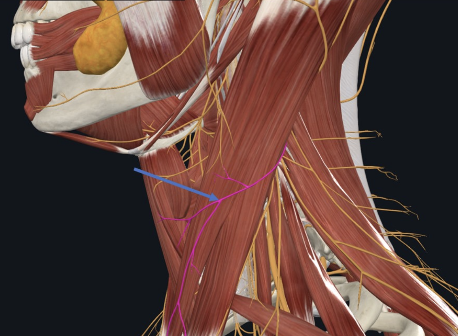 Transvers cervical, עצב סנסורי המספק את קדמת הצוואר. בוקע פוסטריורית ל־SCM בנקודה הקרויה N. point