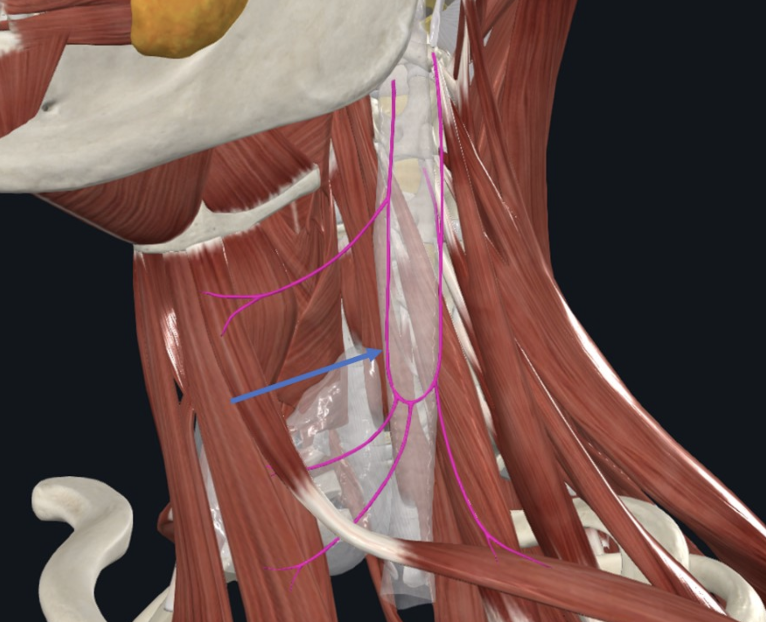 ה־Ansa cervicalis הוא ענף מוטורי של הפלקסוס הצווארי. ה־ Ansa cervicalis מספק את שרירי ה־Infrahyoid. ניתן לאתרו כלולאה על פני ה־Carotid sheath