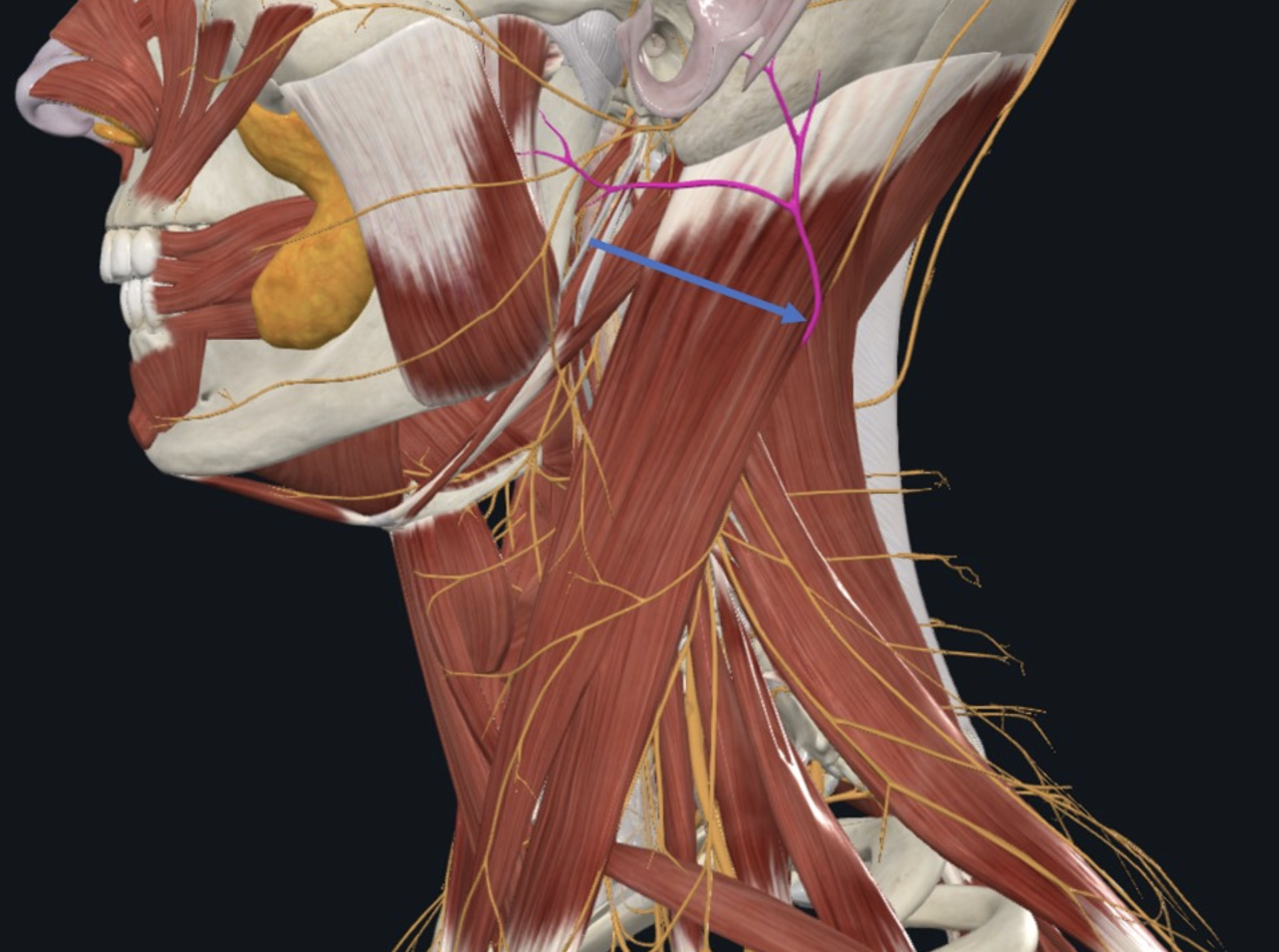 Greater auricular, עצב סנסורי המספק את האזור הפוסטריורי לאוזן. בוקע פוסטריורית ל־SCM בנקודה הקרויה -N. point