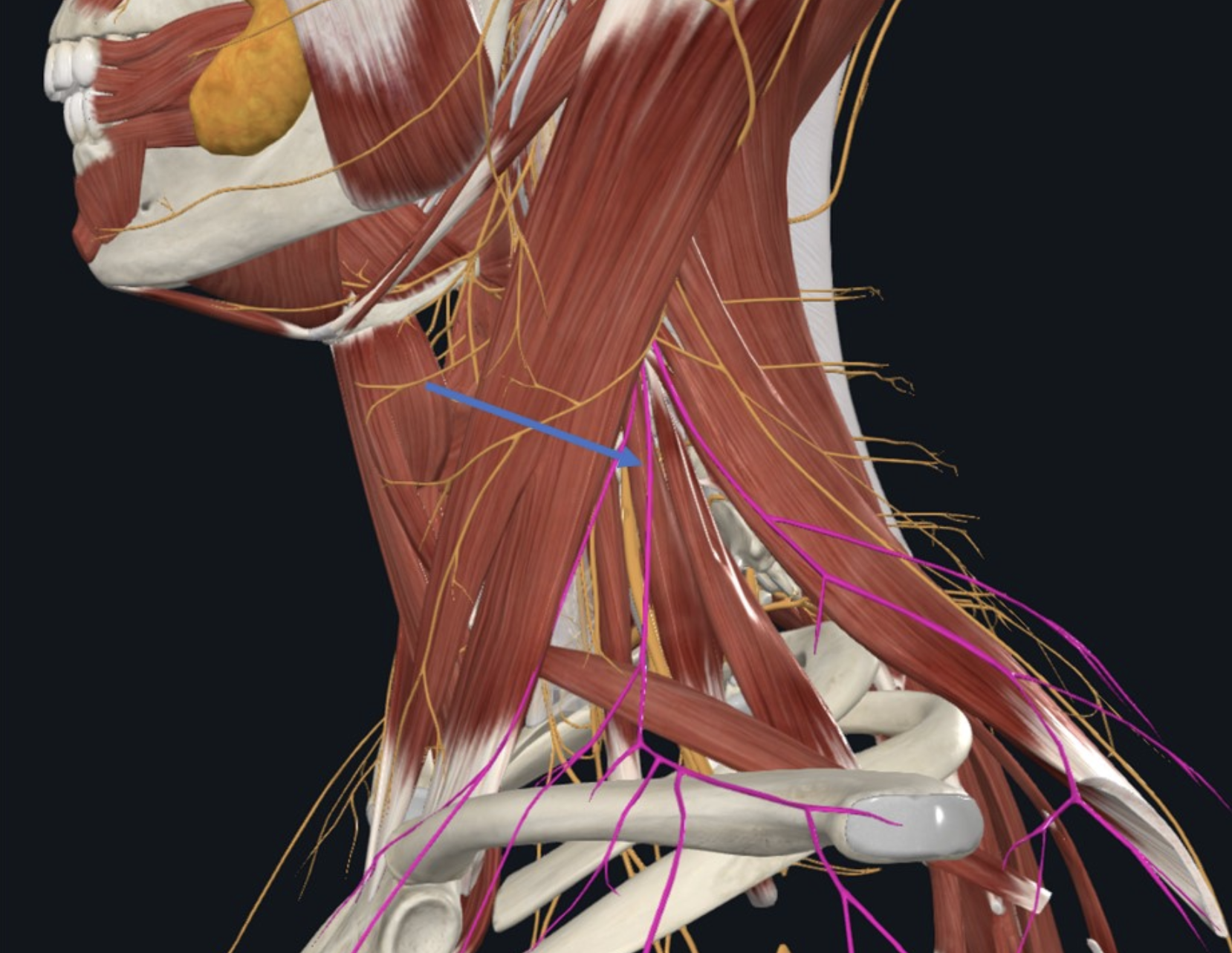 Supra-clavicular, עצב סנסורי המספק את האזור העליון של השכמה, חגורת הכתף וה־Clavicle. בוקע פוסטריורית ל־SCM בנקודה הקרויה -N. point