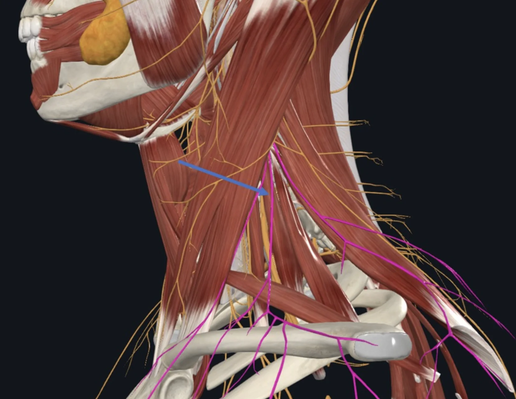 Supra-clavicular, עצב סנסורי המספק את האזור העליון של השכמה, חגורת הכתף וה־Clavicle. בוקע פוסטריורית ל־SCM בנקודה הקרויה -N. point