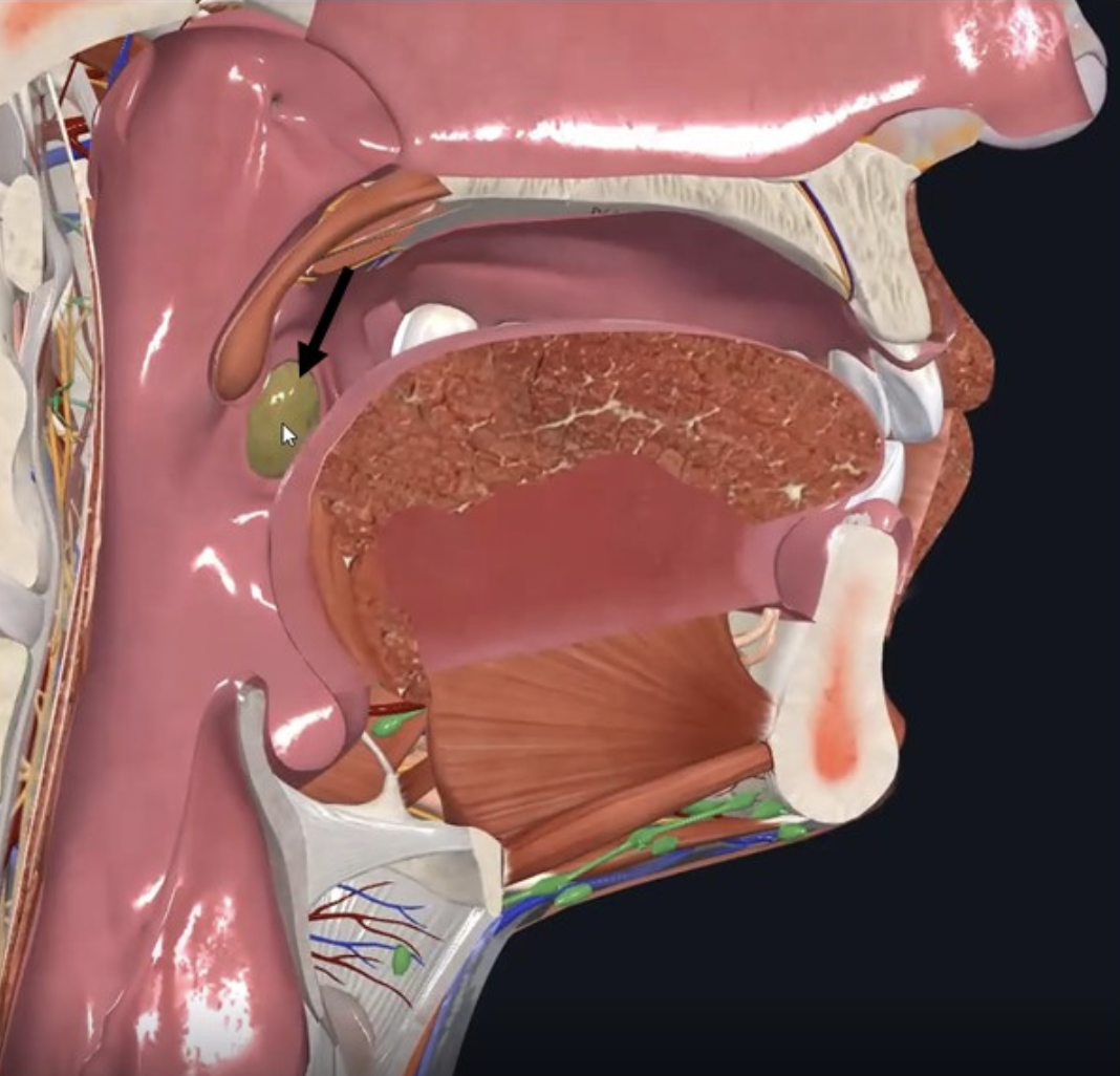 Palatine Tonsils
