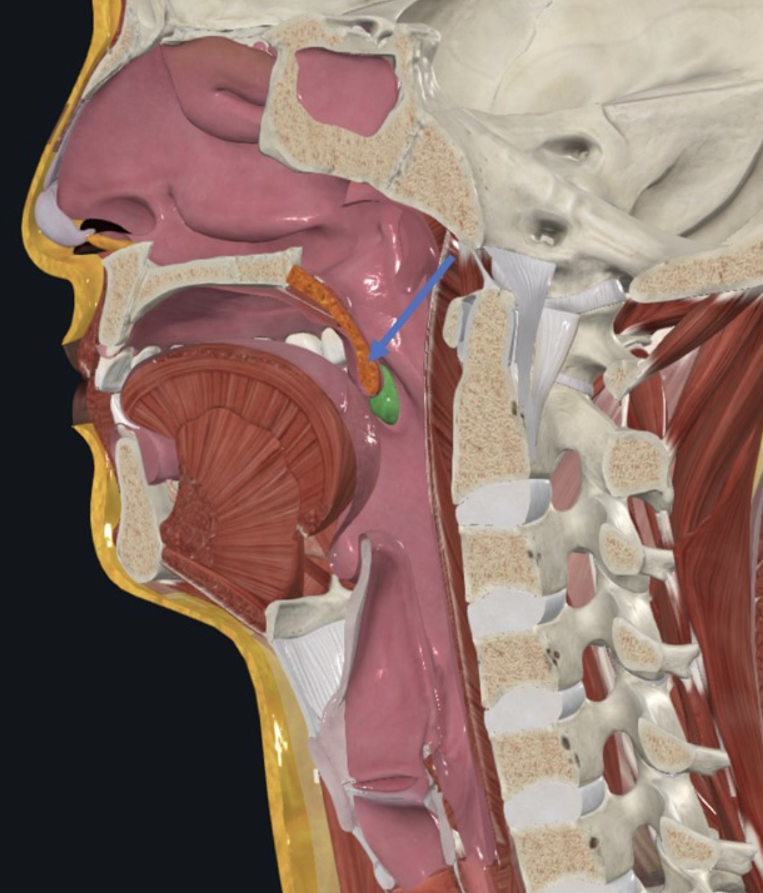 Uvula, החלק הפוסטריורי של החך הרך