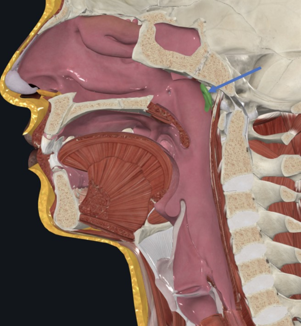 Pharyngeal tonsil