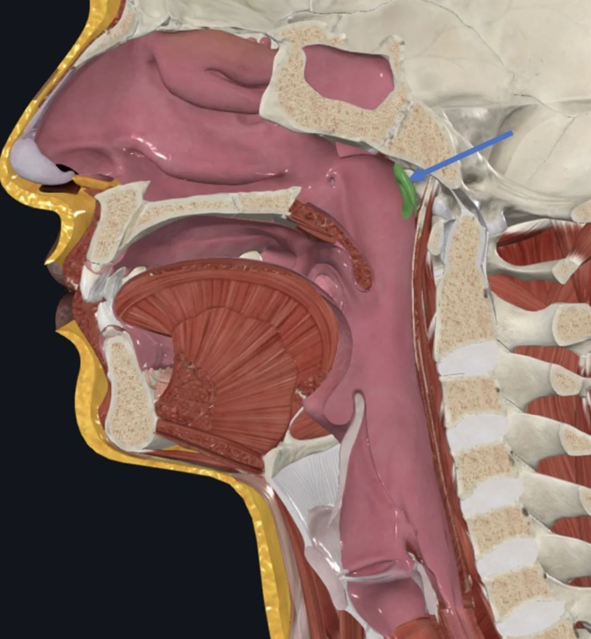 Pharyngeal tonsil