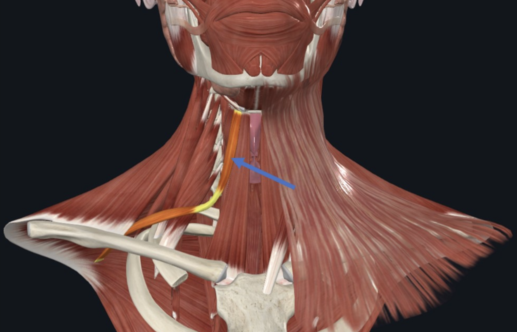 Omohyoid, שייך לקבוצת ה־Infrahyoid mm