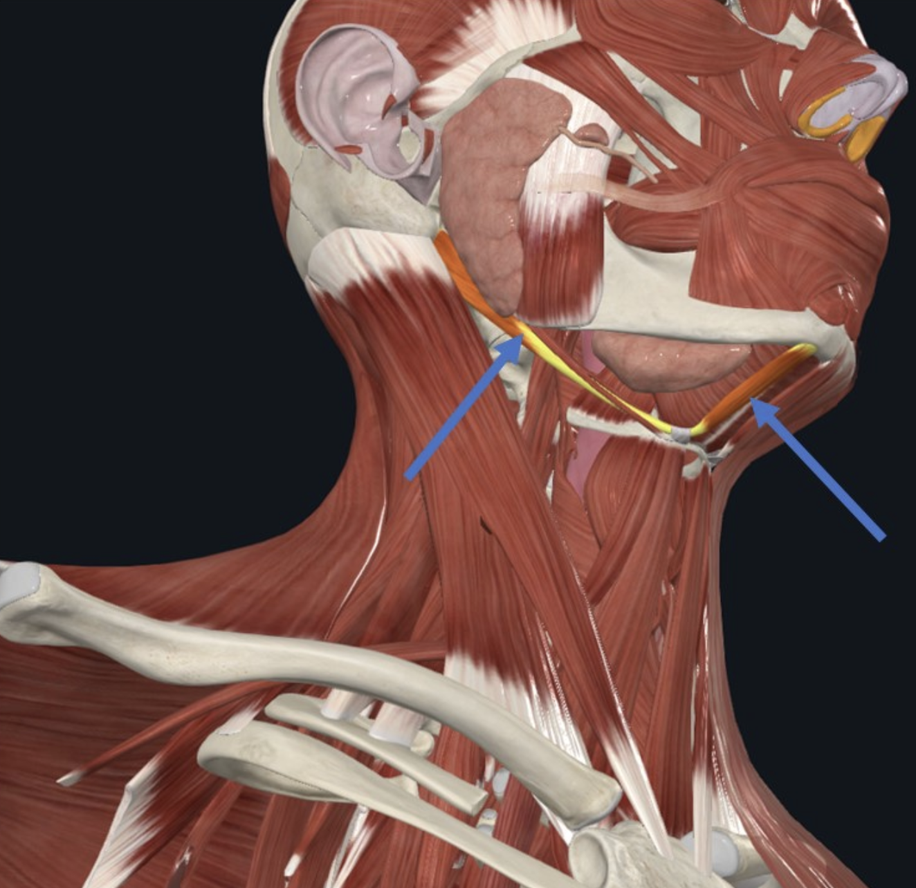 Digastric