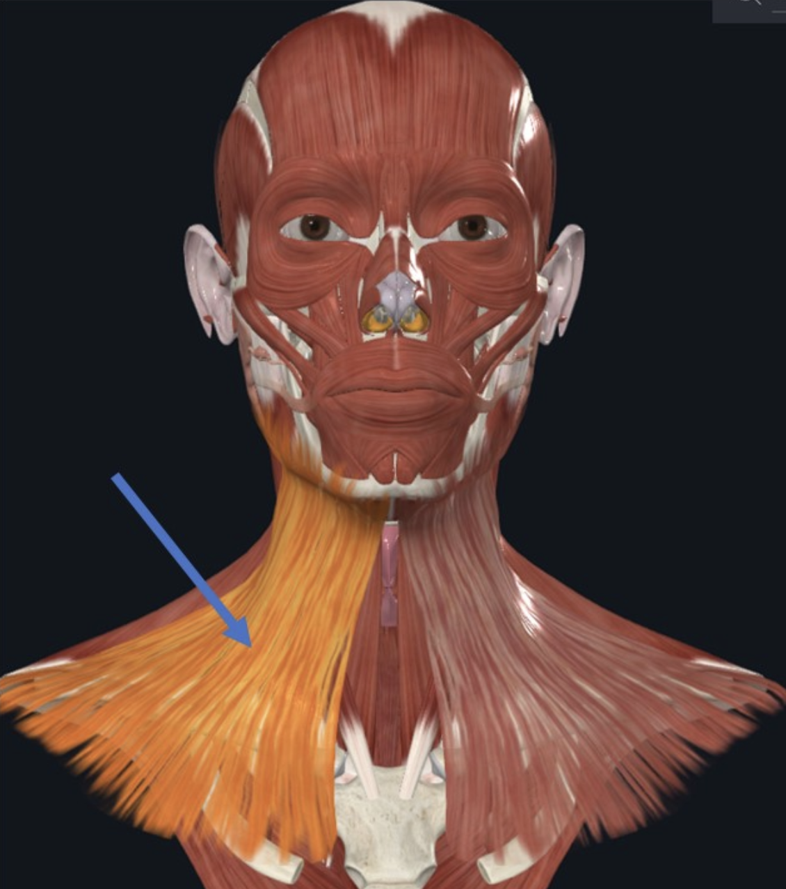 Platysma, שייך לקבוצת שרירי ההבעה ומצוי באזור הצוואר