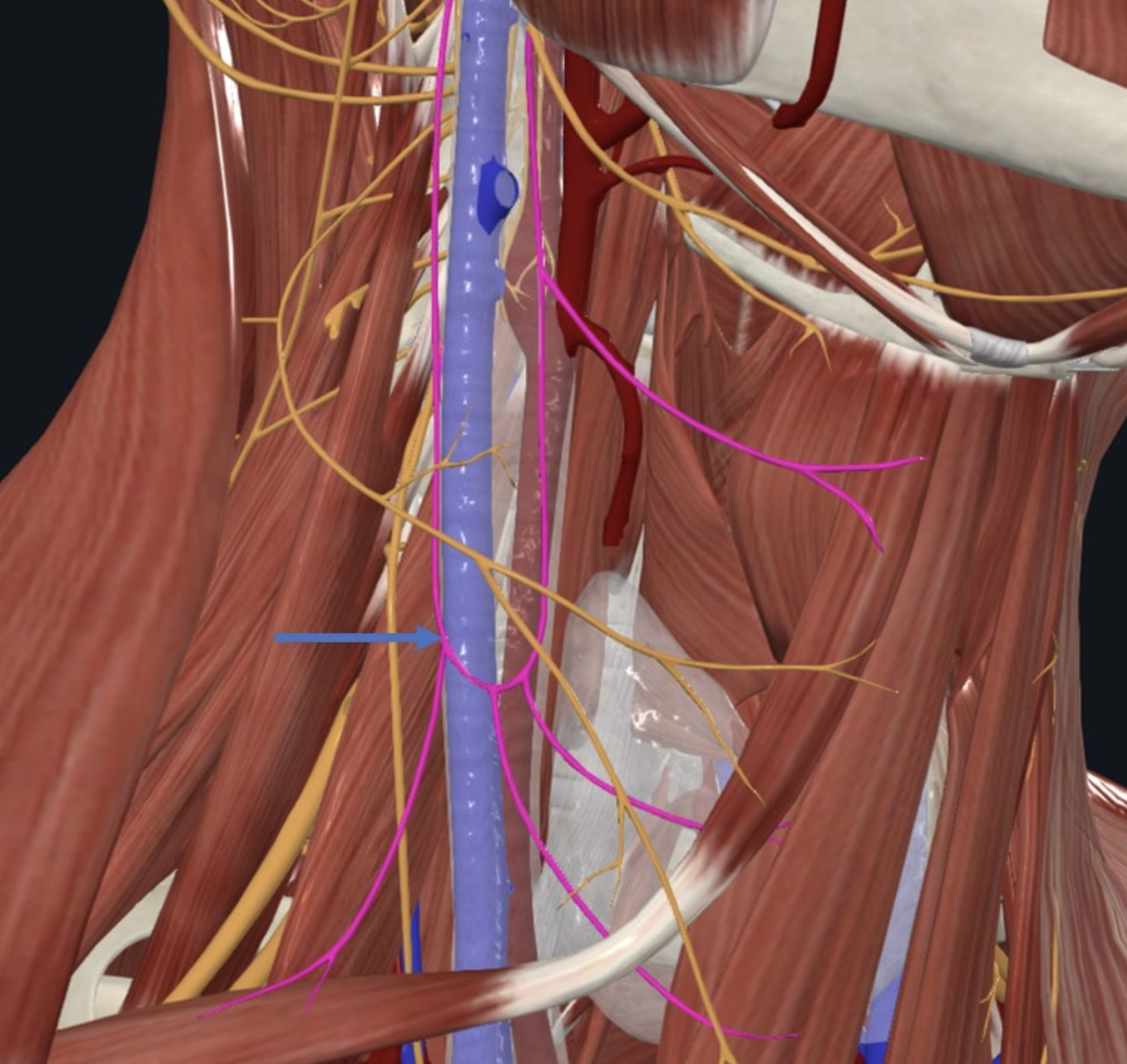 Ansa cervicalis, לולאה עצבית מוטורית שמקורה ב־Cervical plexus החולפת במסלולה על פני ה־Carotid sheath ונותנת עצבוב למרבית שרירי המשולש המוסקולרי/Infrahyoid m.
