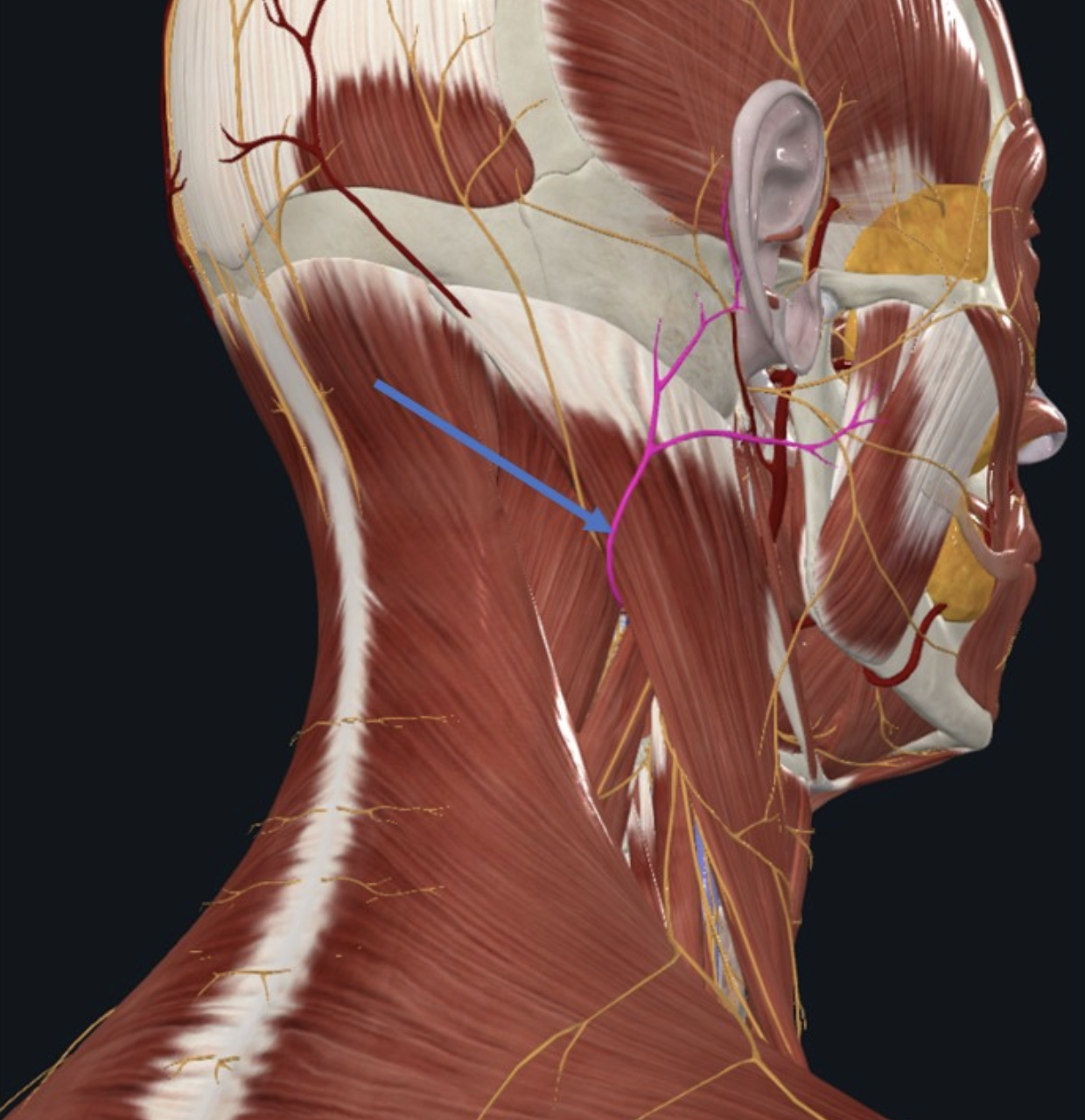 Great auricular nerve, מקורו של העצב גם הוא ב־Cervical plexus . העצב משתייך לקבוצת העצבים הסנסורים אליה משתייך ה־ Transvers cervical n ונותן עצבוב תחושתי באזור האוזן
